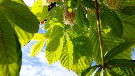 Bright green leaves of a chestnut tree showcase blooming flowers during a sunny spring day, creating a lively and refreshing atmosphere beneath the canopy.の写真素材