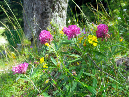 In the heart of Durmitor National Park, vibrant wildflowers add color to the lush green landscape, highlighting the picturesque charm of Montenegros nature scene.の写真素材
