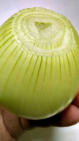 A person holds a fresh green onion, showing its smooth surface and unique texture. The vibrant vegetable emphasizes freshness and natural beauty.の写真素材