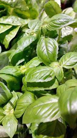 Lush green basil leaves are displayed, showing their vibrant color and texture, emphasizing freshness and potential for delicious culinary creations.の写真素材