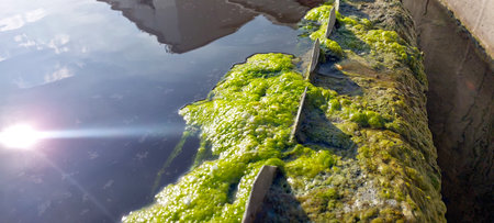 Bright green algae cover the surface of a water purification facility, showing the natural process of algae growth in a tranquil environment reflecting sunlight.の写真素材