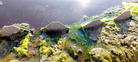 In a natural water purification process, algae thrive on the surface, demonstrating their role in cleaning water.の写真素材