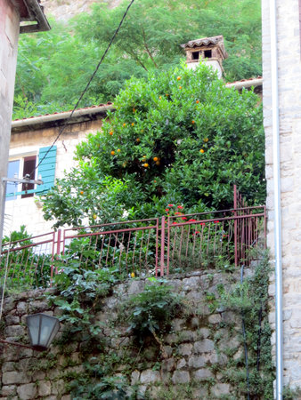 Nestled in the heart of Kotor, the old town features stunning architecture and vibrant citrus trees, creating a picturesque and tranquil atmosphere ideal for exploration.の写真素材