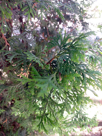 Bright green thuja bush branches showcase dense foliage, creating a vibrant atmosphere in the garden. The sunlight enhances the lush textures and colors.の写真素材