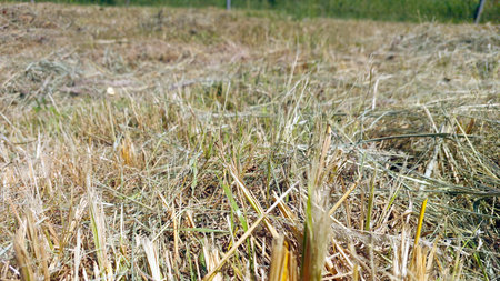 Dry grass lies scattered across the field after mowing, basking in sunlight. The vibrant green landscape stretches into the distance, creating a serene, rural atmosphere.の写真素材