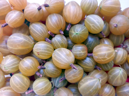 Bright green and yellow gooseberry berries fill the frame, showing their unique texture and color. These fruits are ready for picking and culinary uses.の写真素材