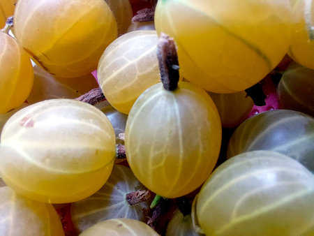 Clusters of ripe gooseberry berries showcasing their translucent yellow skin, reflecting sunlight while resting on green foliage in a garden.の写真素材