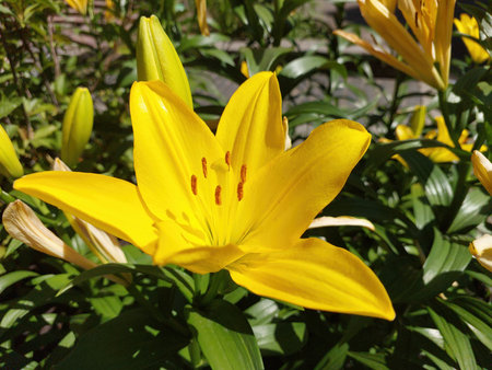 A vibrant yellow lily opens its petals in a lush garden bush, basking in the warm sunlight of a clear summer day, symbolizing beauty and freshness.の写真素材