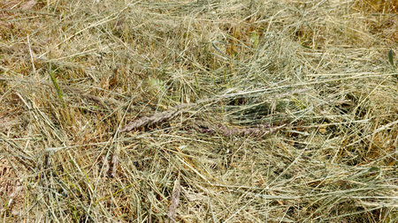 A field is covered with mowed dry grass, creating a rustic and textured landscape under clear blue skies. The dry grass glistens in the sunlight, showing nature.の写真素材