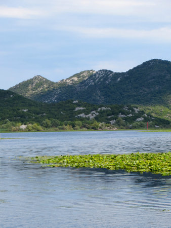 Golden hour by Skadar Lake reveals tranquil waters surrounded by lush hills and majestic mountains, creating a serene moment in Montenegros natural paradise.の写真素材