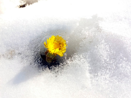 Coltfoot flowers emerge from the melting snow in early spring, showing vibrant yellow petals against a backdrop of white frost. Nature awakens after winter.の写真素材