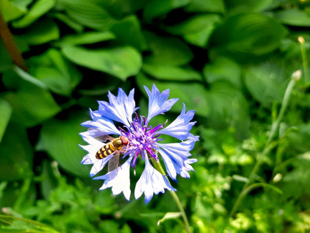 A vibrant cornflower displays its blue petals while an insect gathers nectar. The lush green surroundings enhance the natural beauty during daylight.の写真素材