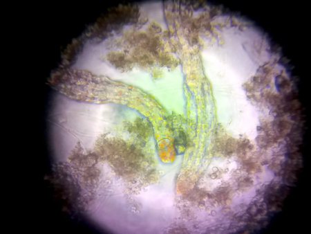 Nematodes are examined under a microscope, showcasing their elongated bodies and unique structures...