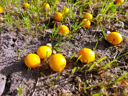 Yellow cherry plums rest on the soft earth among green grass, capturing the warmth of a sunny day in...