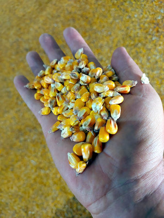 A person holds a palm full of vibrant yellow corn grains, highlighting the abundance of harvest in a...