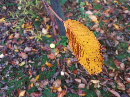 A yellow leaf hangs on a branch in autumn. Many fallen leaves are scattered on the ground. Nature...