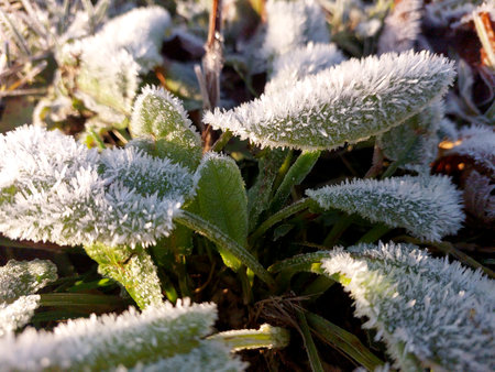 Frost coats the blades of grass and leaves in a chilly morning scene. The ground shows signs of frost as it sparkles under natural light.の写真素材