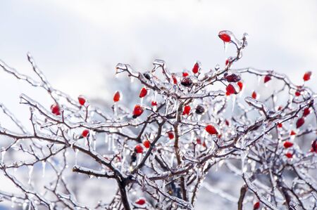 Rose hip, frozen branches, snout plant, red.の写真素材