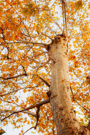 Yellow leaves of autumn season, tree and yellowed leaves, orange leaves,