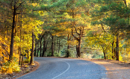 A road through woodland in sunset time, Dilek Peninsula National Park in Turkey,の写真素材