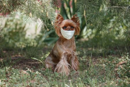A small dog York walks in a respirator and is sad because of the virus. Dog in Medical Protective Maskの写真素材
