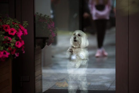 white dog behind a glass door, asks outside. brown background