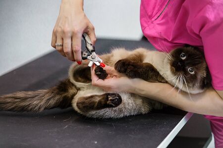 beautiful kitty of Siamese color cut her claws in the salon. groomer take care of cat clawsの写真素材