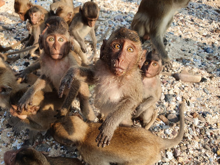 surprised monkeys on the beach look and wait for food