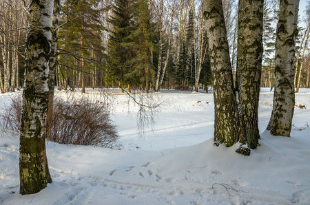 Winter landscape in the vicinity of St. Petersburgの写真素材