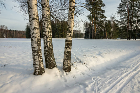 Winter landscape in the vicinity of St. Petersburgの写真素材