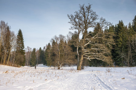 Winter snowy forestの写真素材
