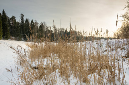 Russian winter landscape in the vicinity of St. Petersburgの写真素材
