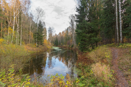 Nature of Leningrad region of Russia with the yellow leaves on the trees, falling leaves and reflections on the water surface.の写真素材