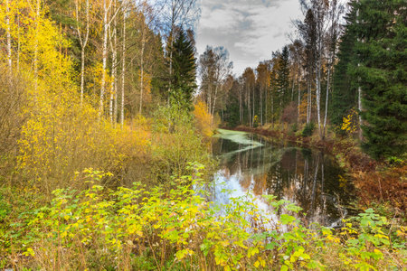 Nature of Leningrad region of Russia with the yellow leaves on the trees, falling leaves and reflections on the water surface.の写真素材