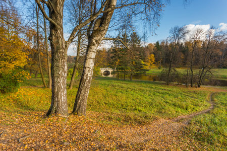 Nature of northwest of Russia with the yellow leaves on the trees and falling leaves.の写真素材