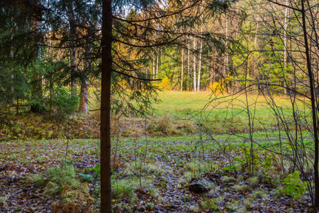 Nature of northwest of Russia with the yellow leaves on the trees and falling leaves.の写真素材