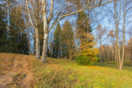 Nature of northwest of Russia with the yellow leaves on the trees and falling leaves.の写真素材