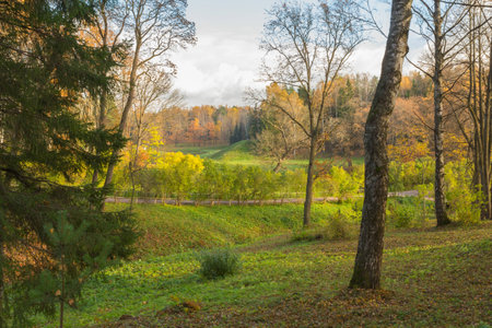 Nature of northwest of Russia with the yellow leaves on the trees and falling leaves.の写真素材