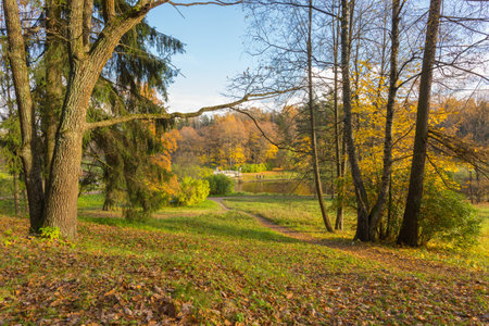Nature of northwest of Russia with the yellow leaves on the trees and falling leaves.の写真素材