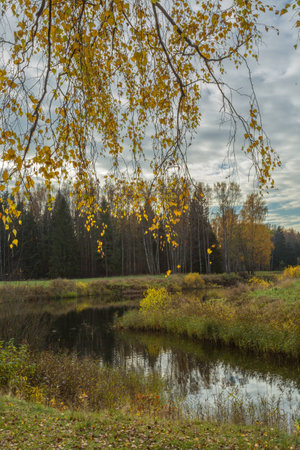 Nature of Leningrad region of Russia with the yellow leaves on the trees, falling leaves and reflections on the water surface.の写真素材