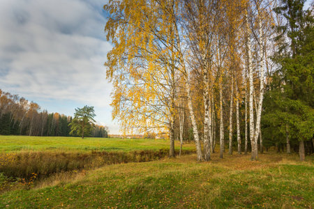 Nature of northwest of Russia with the yellow leaves on the trees and falling leaves.の写真素材