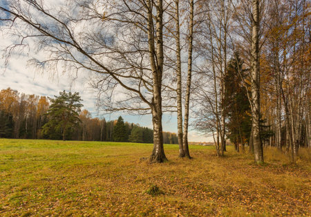 Nature of northwest of Russia with the yellow leaves on the trees and falling leaves.の写真素材