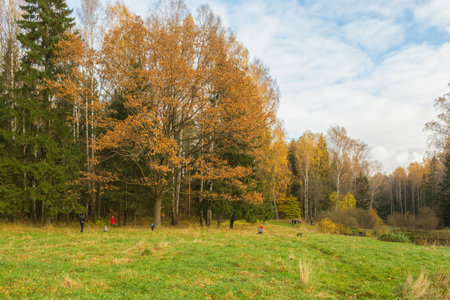 Nature of northwest of Russia with the yellow leaves on the trees and falling leaves.の写真素材