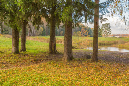 Nature of northwest of Russia with the yellow leaves on the trees and falling leaves.の写真素材