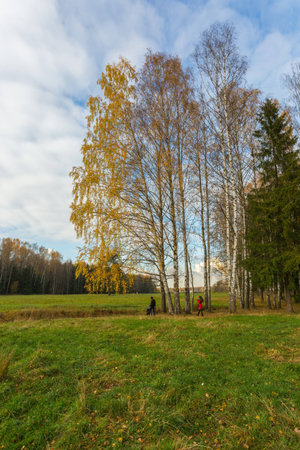 Nature of northwest of Russia with the yellow leaves on the trees and falling leaves.の写真素材