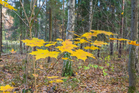 Nature of northwest of Russia with the yellow leaves on the trees and falling leaves.の写真素材