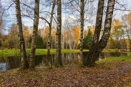 Nature of northwest of Russia with the yellow leaves on the trees and falling leaves.の写真素材