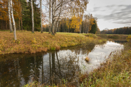 Nature of Leningrad region of Russia with the yellow leaves on the trees, falling leaves and reflections on the water surface.の写真素材