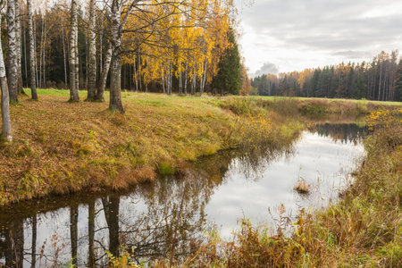 Nature of Leningrad region of Russia with the yellow leaves on the trees, falling leaves and reflections on the water surface.の写真素材