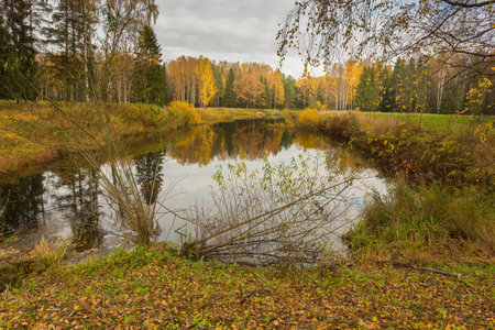 Nature of Leningrad region of Russia with the yellow leaves on the trees, falling leaves and reflections on the water surface.の写真素材